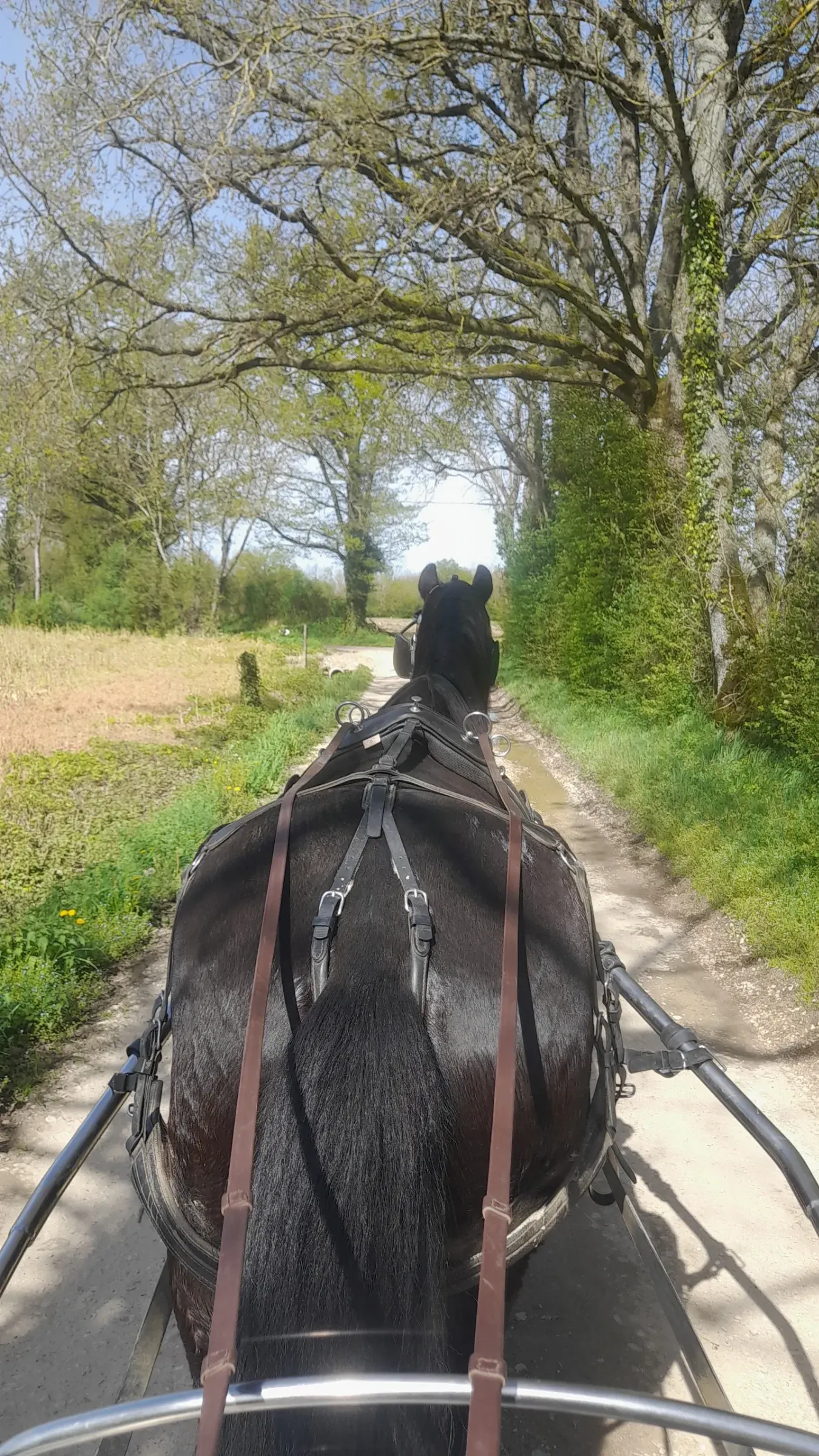 Balade dans les Dombes