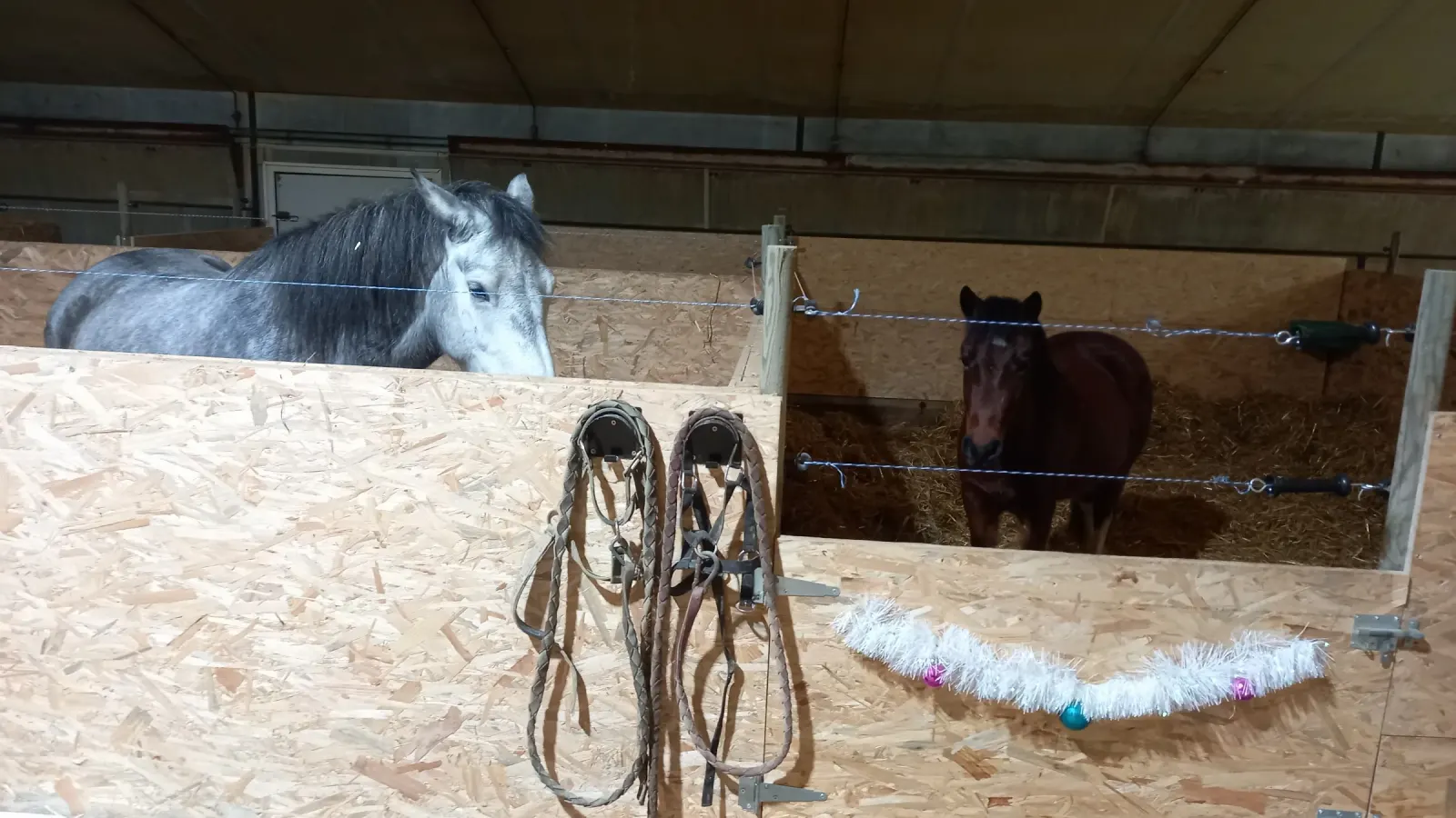 Chevaux au box dans l’écurie d’Amélie Druguet à Ambérieux-en-Dombes