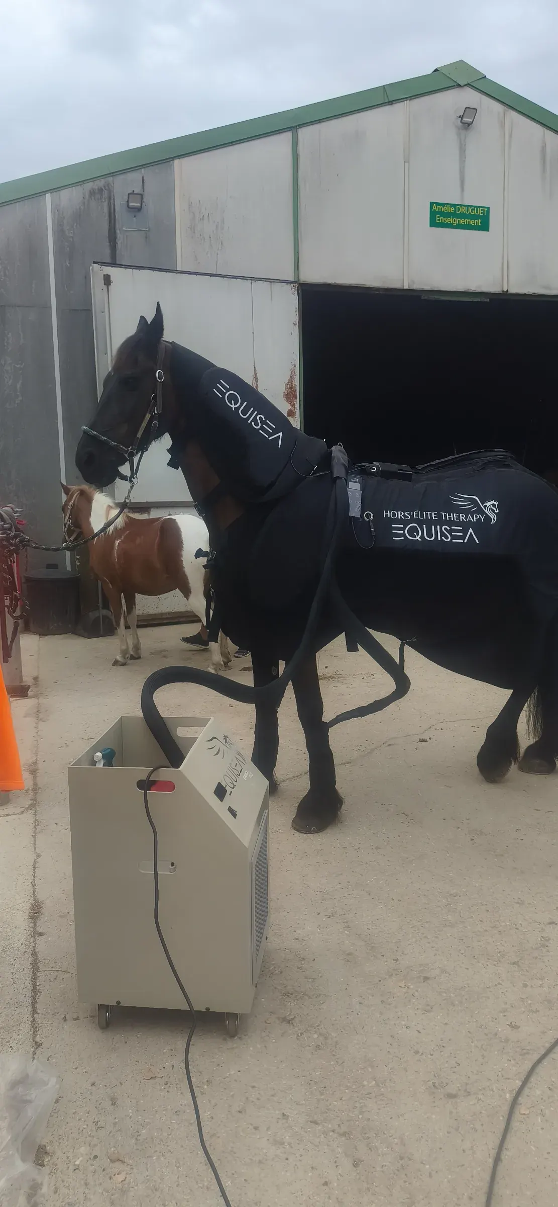 Séance de cryothérapie EQUISEA sur un cheval devant le bâtiment de l’écurie